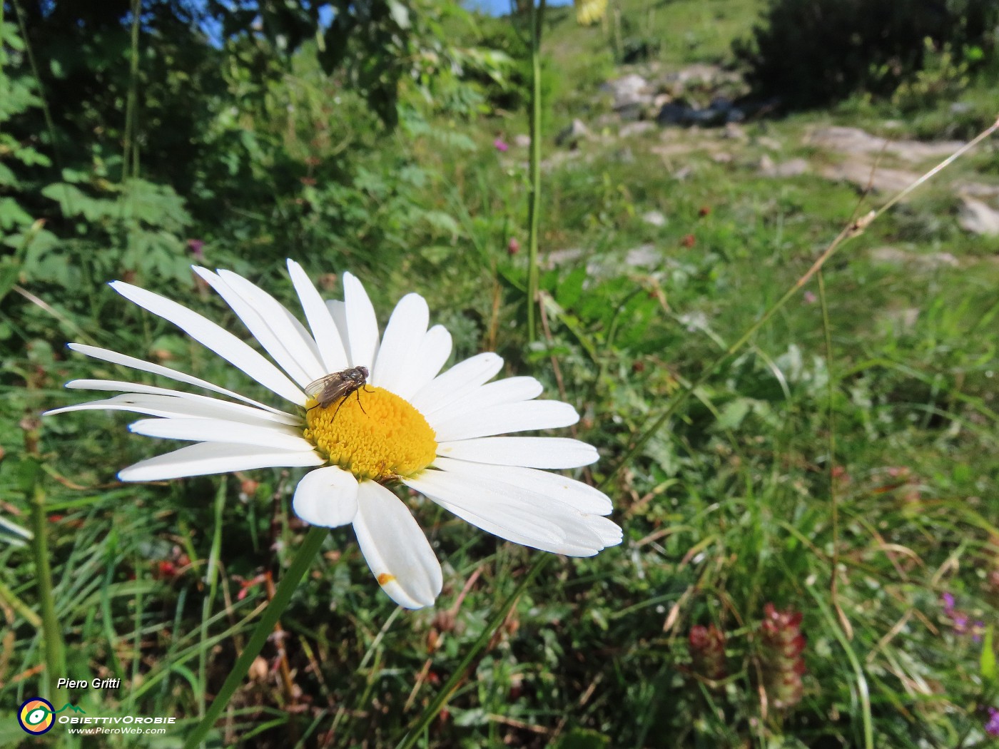 10 Margherita sul sent. 221 in salita dall'Alpe Arera a Capanna 2000.JPG